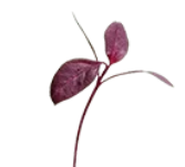 Amaranth Red Micro Herb 25g