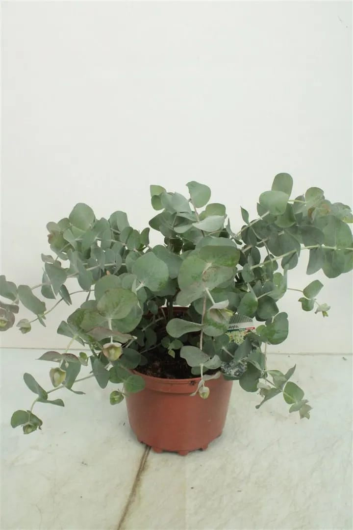 Eucalyptus Plant
