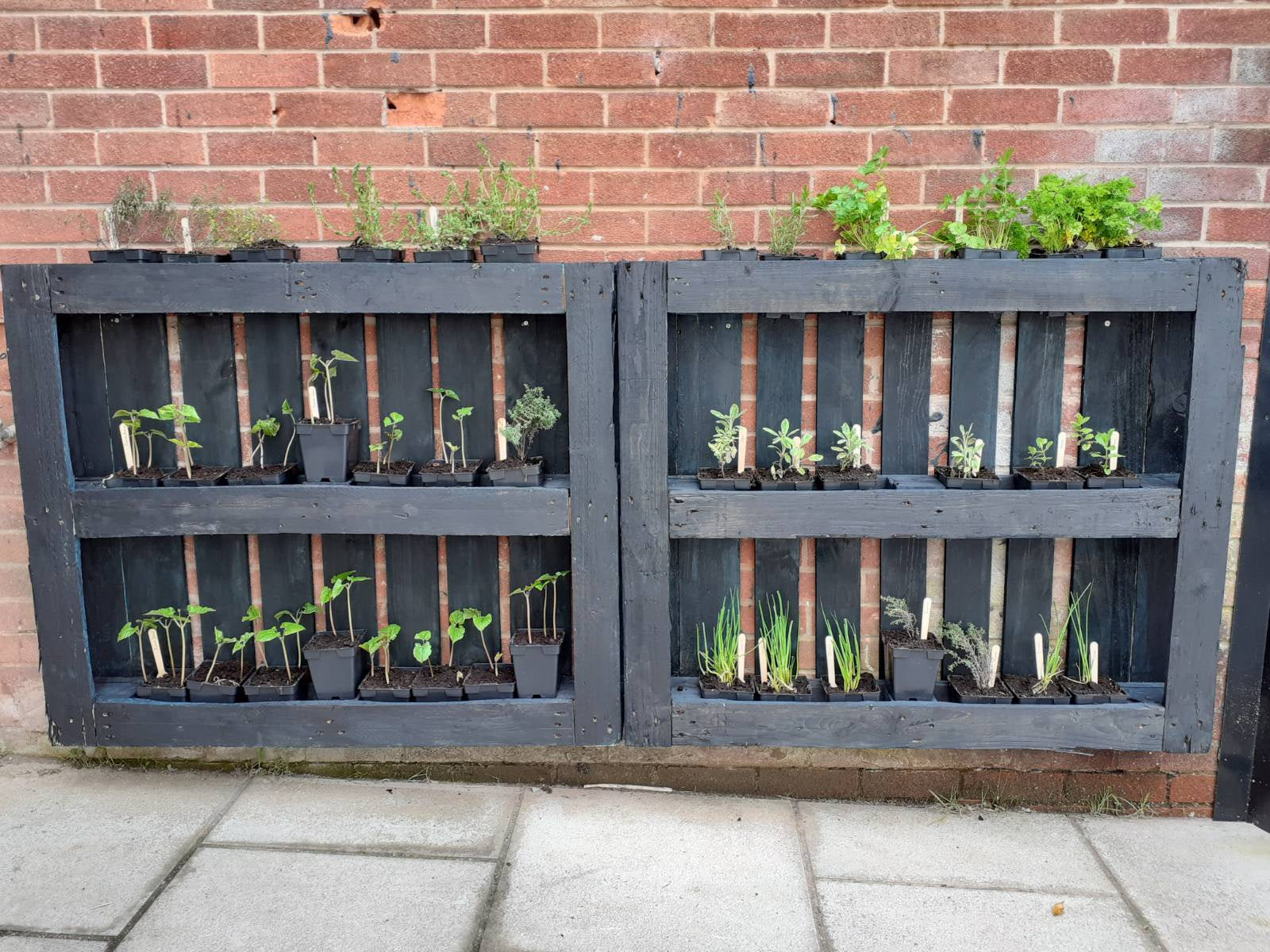 Herb Plant