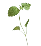 Lemon Balm 15g