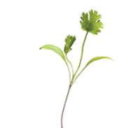 Coriander Micro Herb 30g
