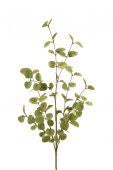 Eucalyptus Spray XL
