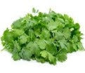 Coriander 50g (WMH)