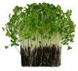 Cress (WMH)