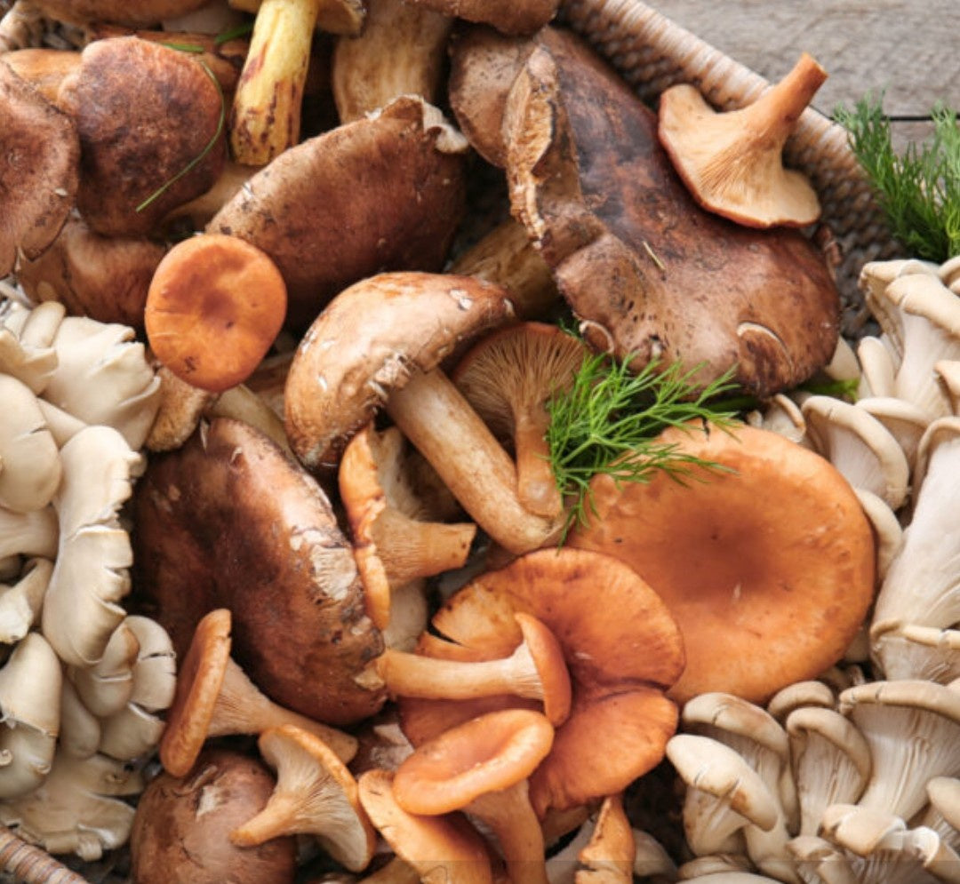 Mushrooms Wild Mixed 250g (WMH)