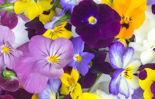 Edible Flowers 20g (WMH)