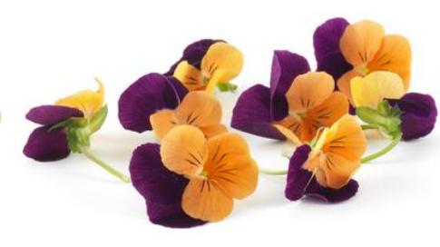 Bonne Bouche Edible Flowers 10g (Fresh)