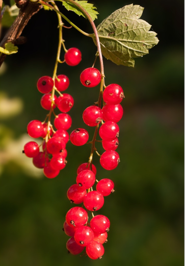 Redcurrants Punnet 165g (WMH)