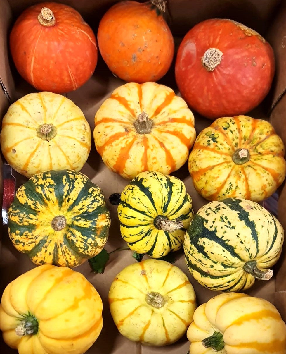 Squash Single (WMH) per kg